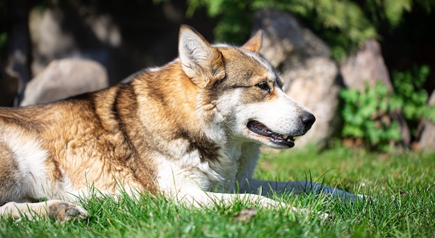 Portret van een husky hond liggend op het gras close-up.