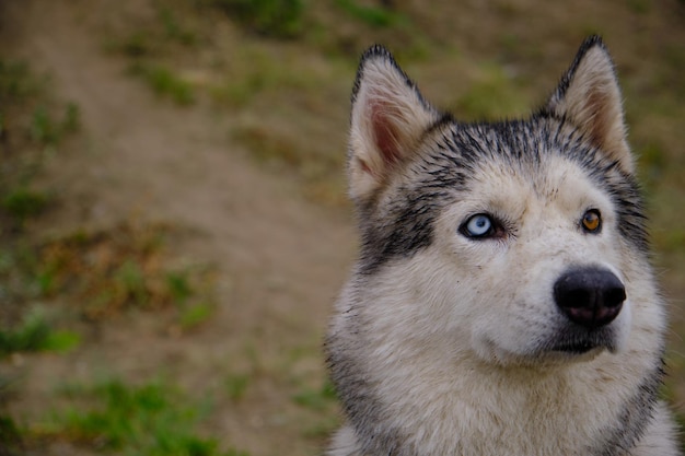 Portret van een Husky hond met veelkleurige ogen.