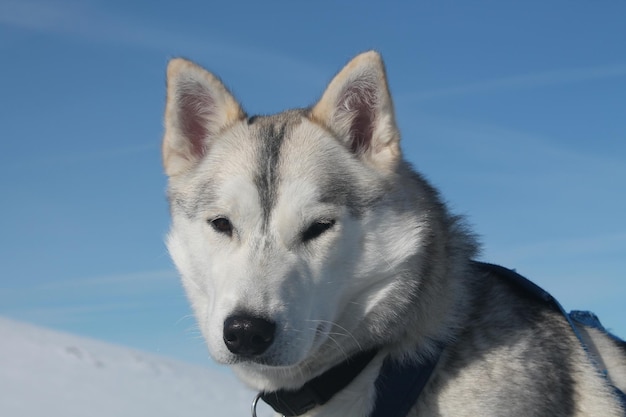 Portret van een husky tegen de lucht