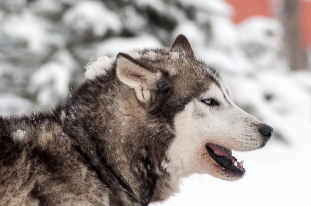 Foto portret van een husky