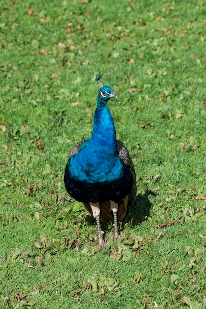 Portret van een Indiase pauw