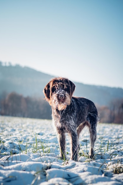 Portret van een jagende dogrough-coated boheemse pointer in een besneeuwd landschap met een geïnteresseerde