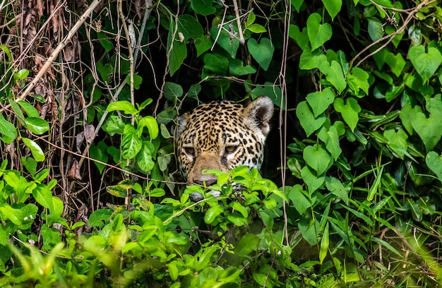 Portret van een jaguar in de jungle