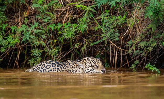 Portret van een jaguar in de jungle