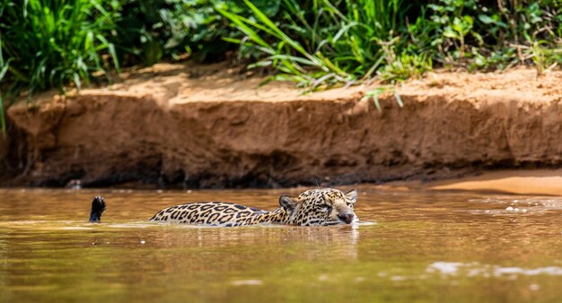 Portret van een jaguar in de jungle