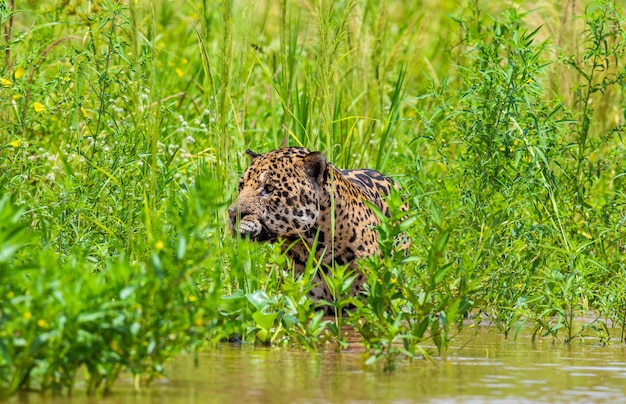 Portret van een jaguar in de jungle