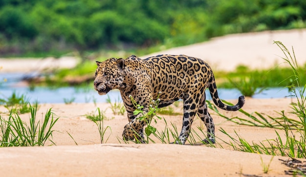 Portret van een jaguar in de jungle