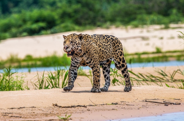 Portret van een jaguar in de jungle