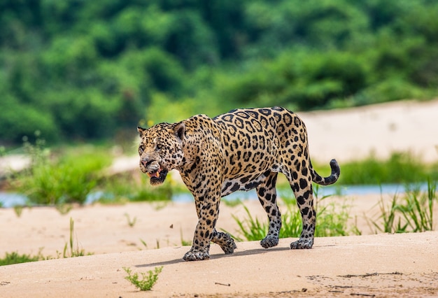 Portret van een jaguar in de jungle