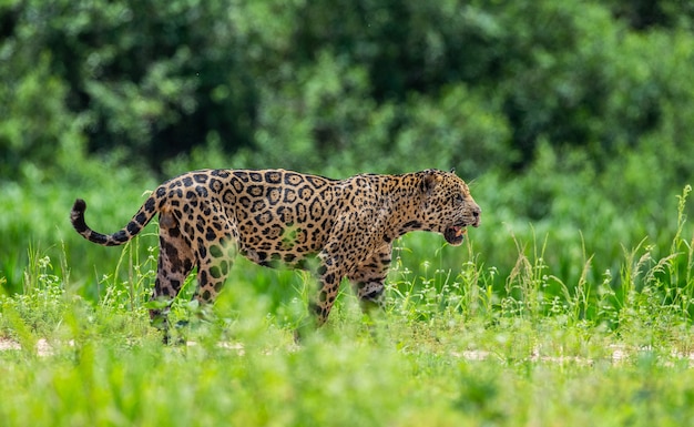 Foto portret van een jaguar in de jungle