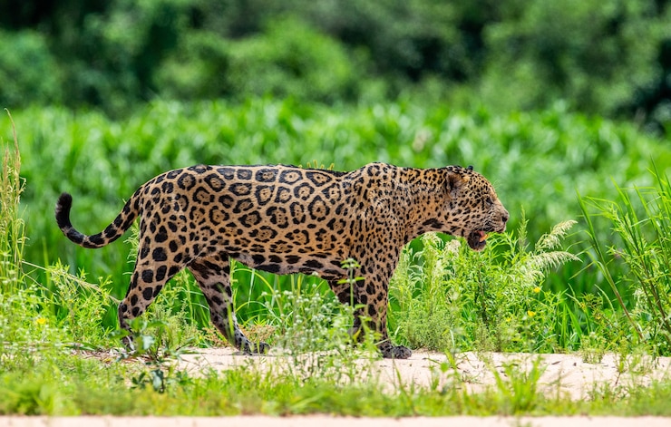 Foto portret van een jaguar in de jungle