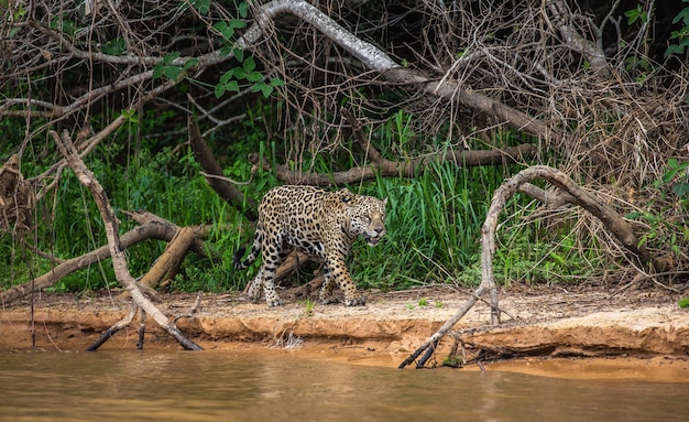 Portret van een jaguar in de jungle