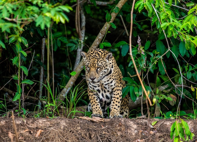 Portret van een jaguar in de jungle