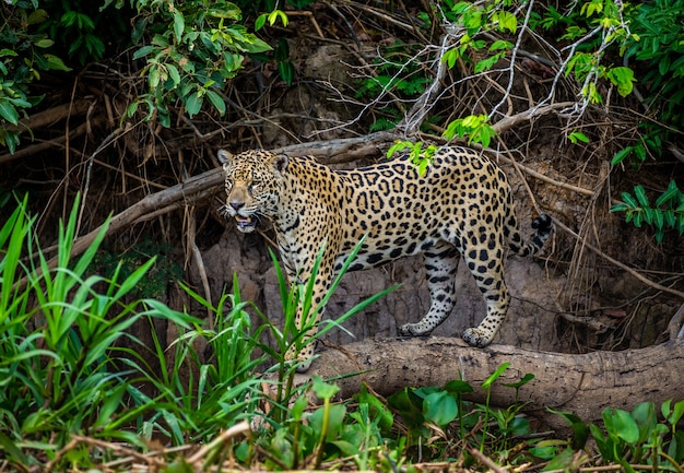 Portret van een jaguar in de jungle