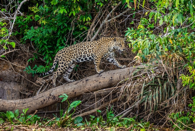 Portret van een jaguar in de jungle