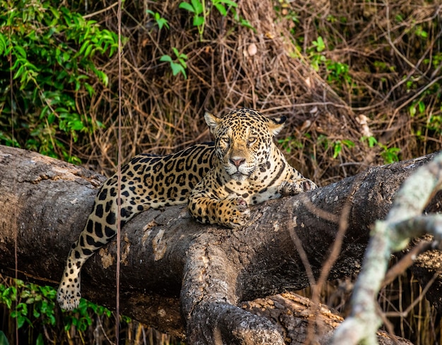 Portret van een jaguar in de jungle