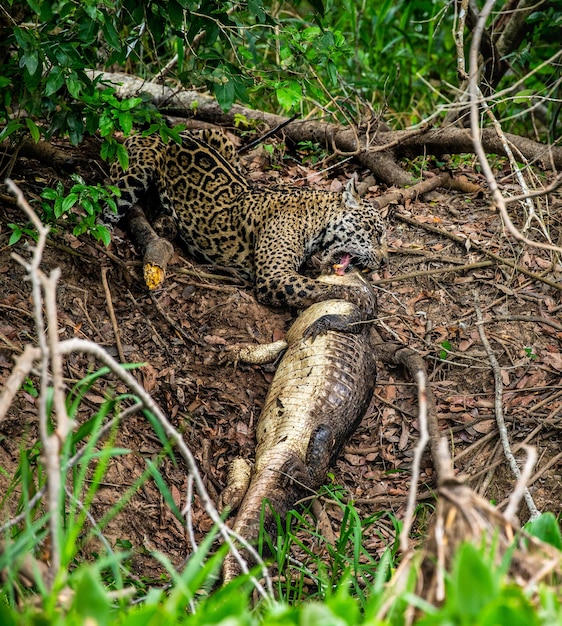 Portret van een jaguar in de jungle