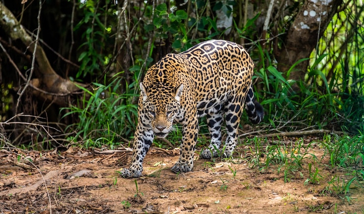Foto portret van een jaguar in de jungle