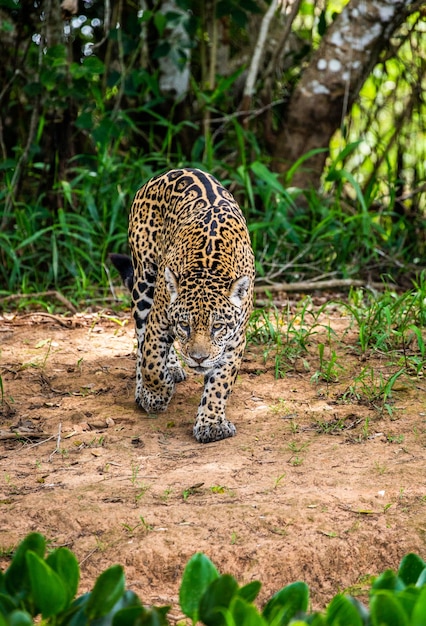 Portret van een jaguar in de jungle