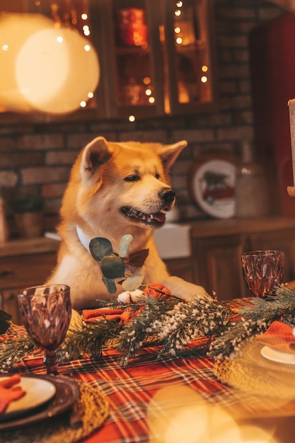 Foto portret van een japanse gelukkige, vrolijke hond van het ras akita inu met een vlindertje in een xmas versierde lodge