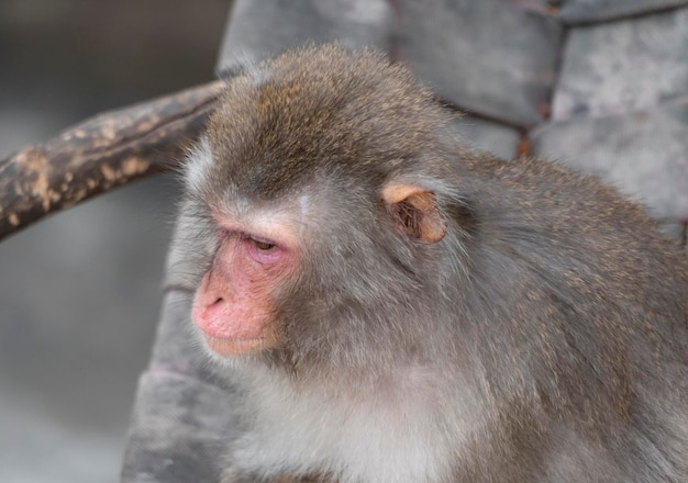 Portret van een Japanse makaak sneeuwaap