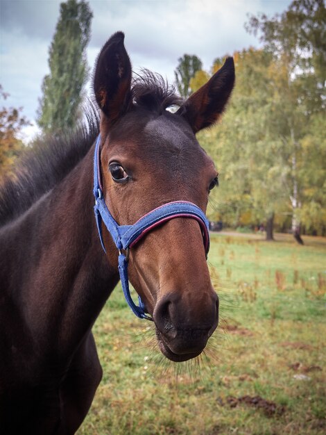 Portret van een jong bruin paard