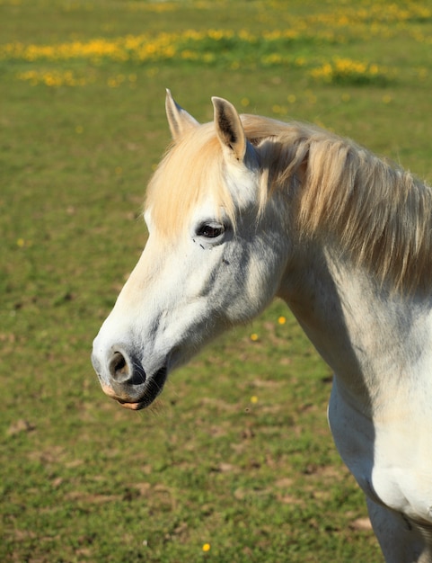 Portret van een jong wit paard in een weide