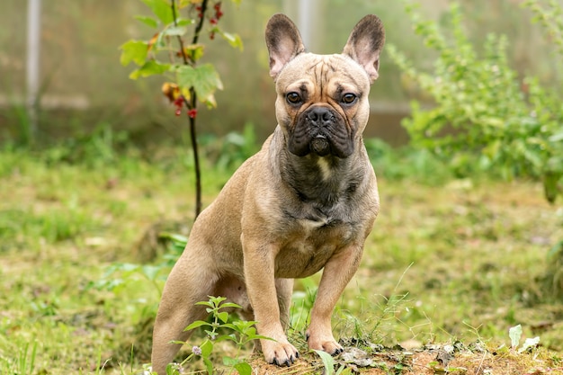 Portret van een jonge bruine franse boulldog poseren op een camera. zuivere rashond buitenshuis.