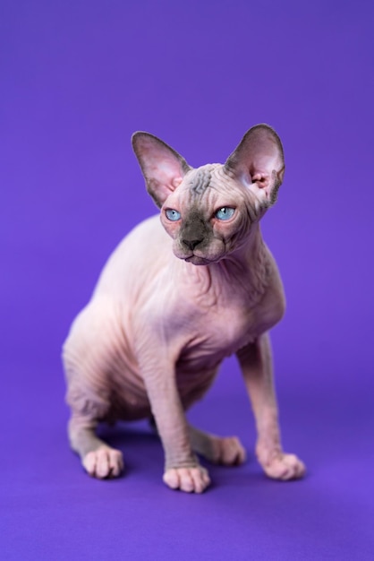 Portret van een jonge Canadese sphynx-kat van kleur blauwe nerts en wit zittend op een violette achtergrond