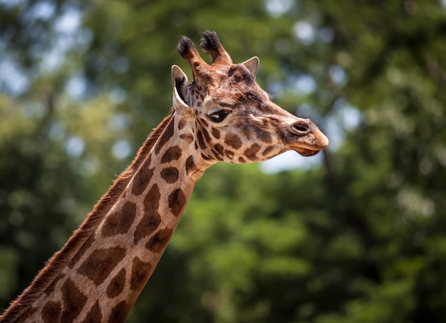 Portret van een jonge giraf