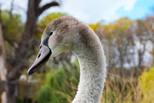 Portret van een jonge grijze zwaan op de parkachtergrond