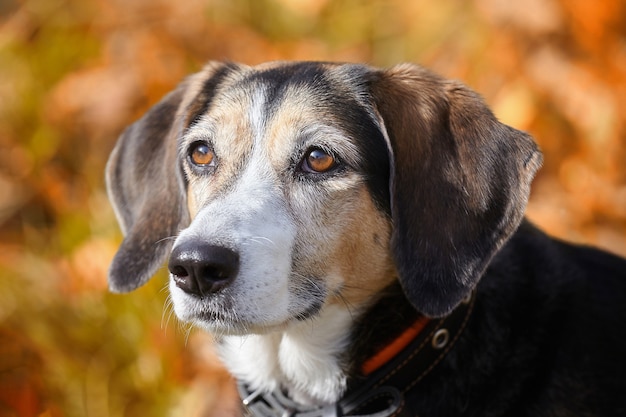 Portret van een jonge hond in de herfst op gele gevallen bladeren