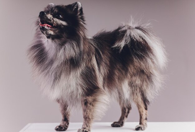 Portret van een jonge wolfsspitz geschoten in studio op een donkergrijze achtergrond