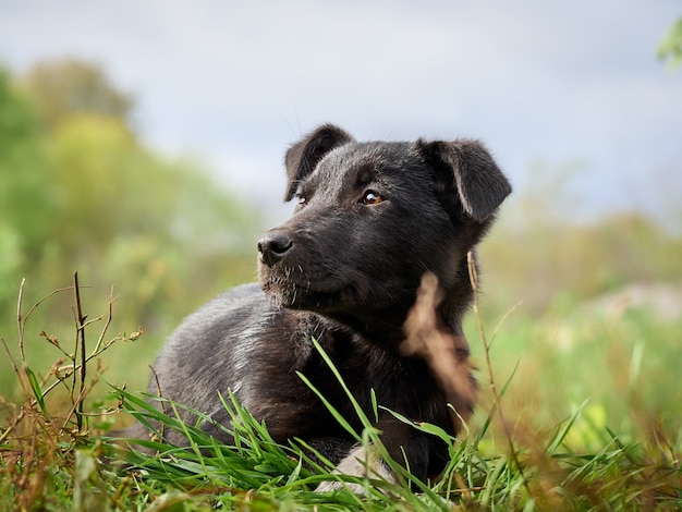 Portret van een jonge zwarte pup.