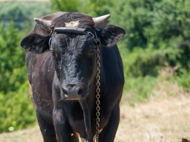 Portret van een jonge zwarte stier vastgebonden met een ijzeren ketting in het landelijke landschap op de achtergrond. Fokvee