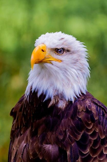 Portret van een kale adelaar in de natuur