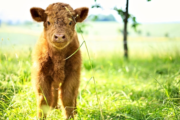 Portret van een kalf dat op een grasveld staat