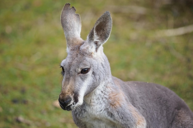 Portret van een kangoeroe Macropus rufus