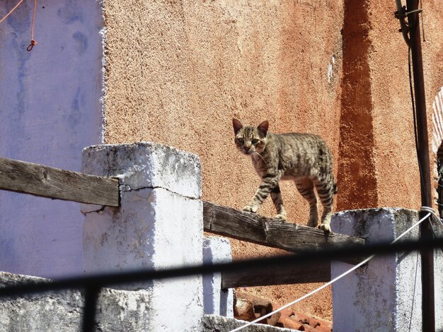 Foto portret van een kat aan de muur