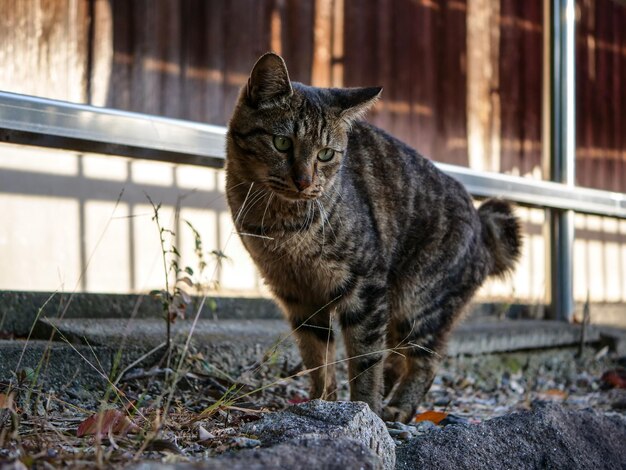 Foto portret van een kat die buiten zit