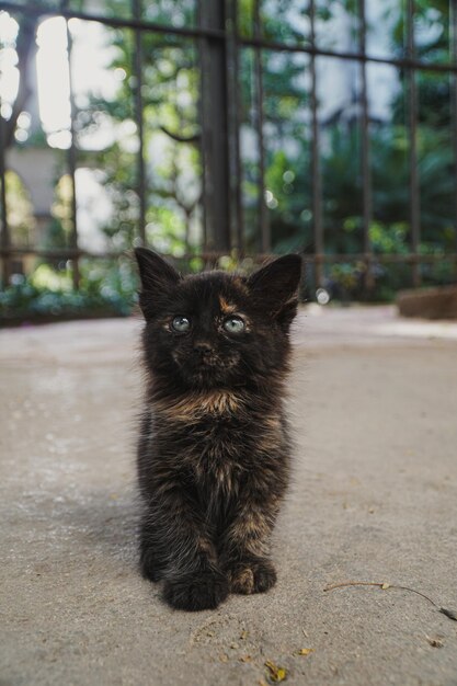 Foto portret van een kat die buiten zit