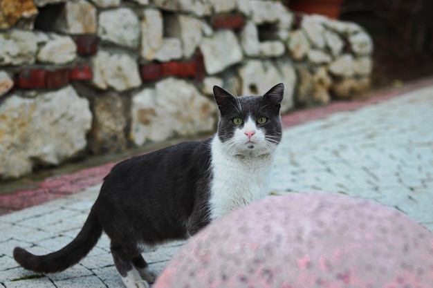 Portret van een kat die buiten zit