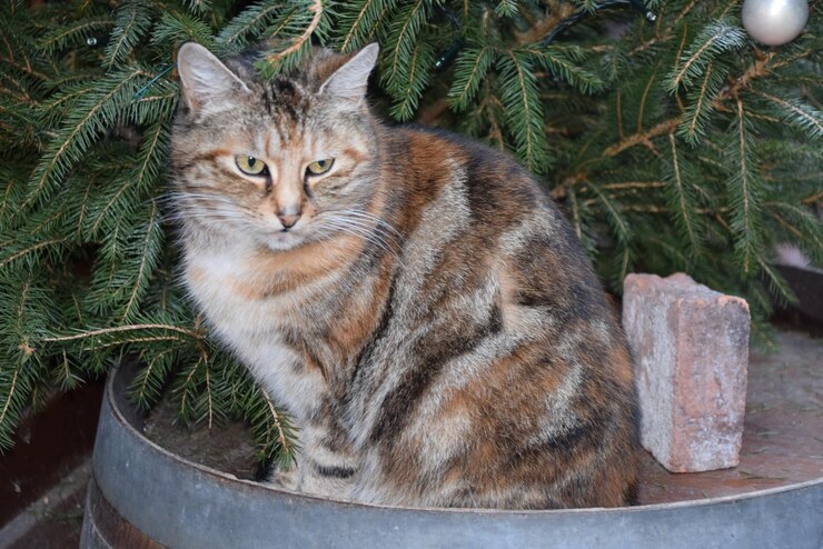 Foto portret van een kat die buiten zit
