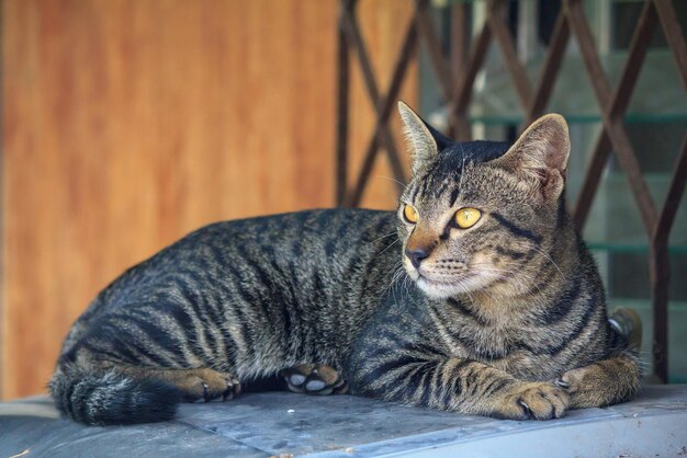 Foto portret van een kat die buiten zit