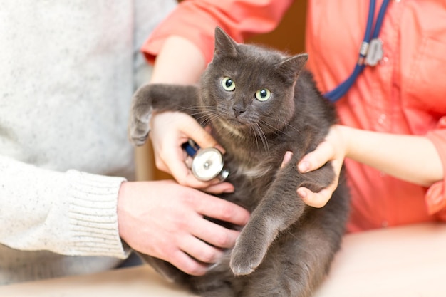 Foto portret van een kat die de hand vasthoudt