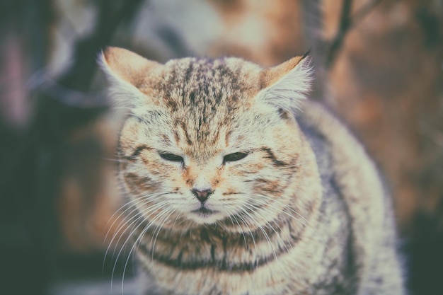 Portret van een kat die in de tuin zit