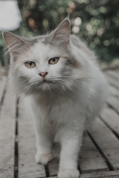 Portret van een kat die naar de camera kijkt