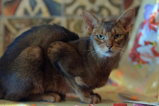 Portret van een kat die op de vloer zit