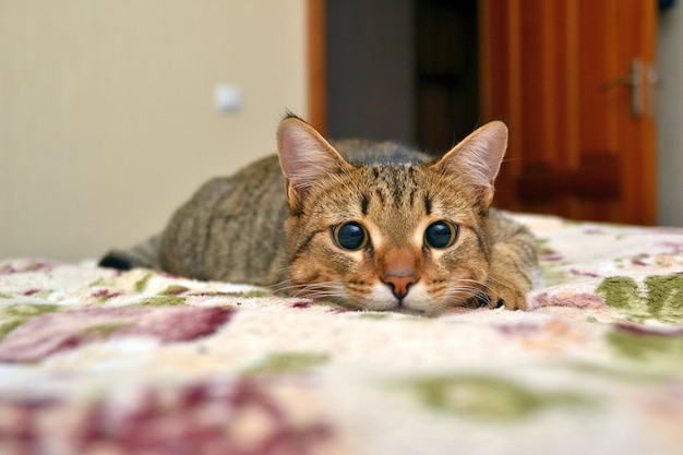 Portret van een kat die op het bed rust