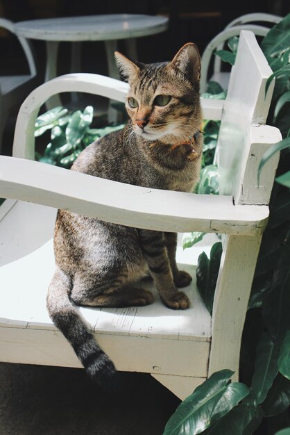 Foto portret van een kat die op tafel zit